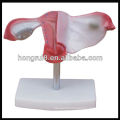 ISO Natural size uterus model,Anatomical Uterus Model